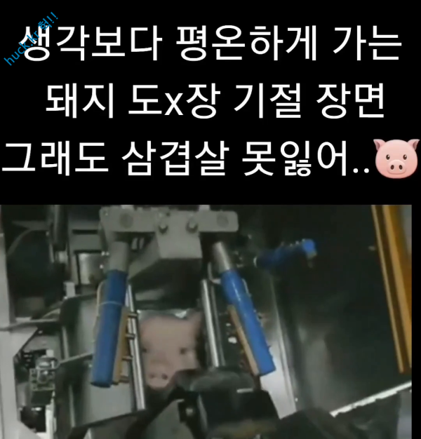 헉짤헉 감탄사가 절로 나오는 짤 약혐도살장 끌려간 돼지 기절 장면..-1번 이미지