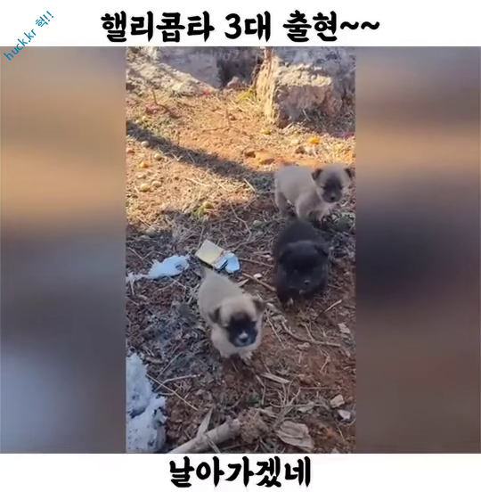 이슈유머걸그룹kpop헉짤반가워서 꼬리콥터 돌리는 시골 댕댕이 3마리ㅎㅎ-1번 이미지