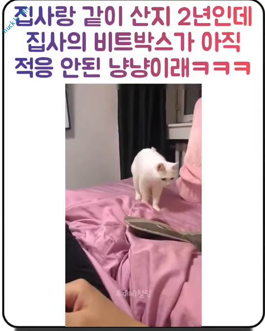 이슈유머걸그룹kpop헉짤집사의 비트박스가 적응 안된 냥이.mp4-1번 이미지