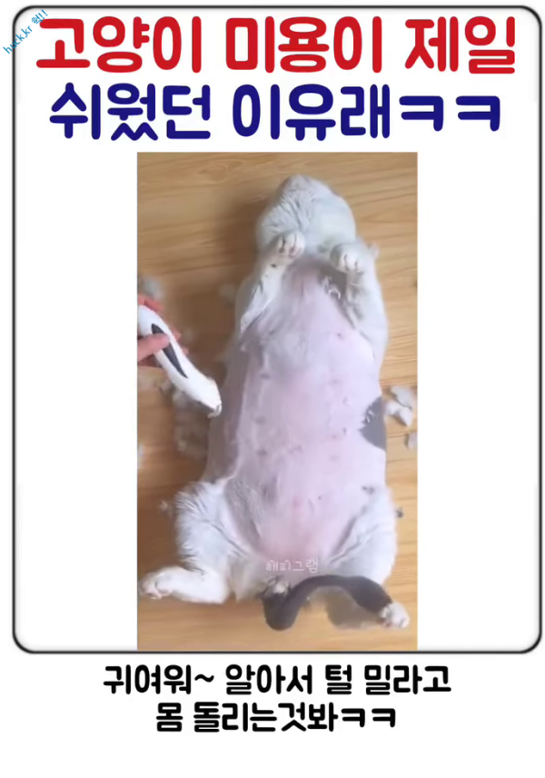 이슈유머걸그룹kpop헉짤고양이 미용이 제일 쉬었어요.mp4-1번 이미지