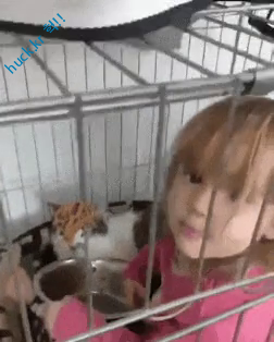 헉짤-헉 감탄사가 절로 나오는 짤 -고양이 머리위에 스파게티를 얹는 소녀...gif-1번 이미지